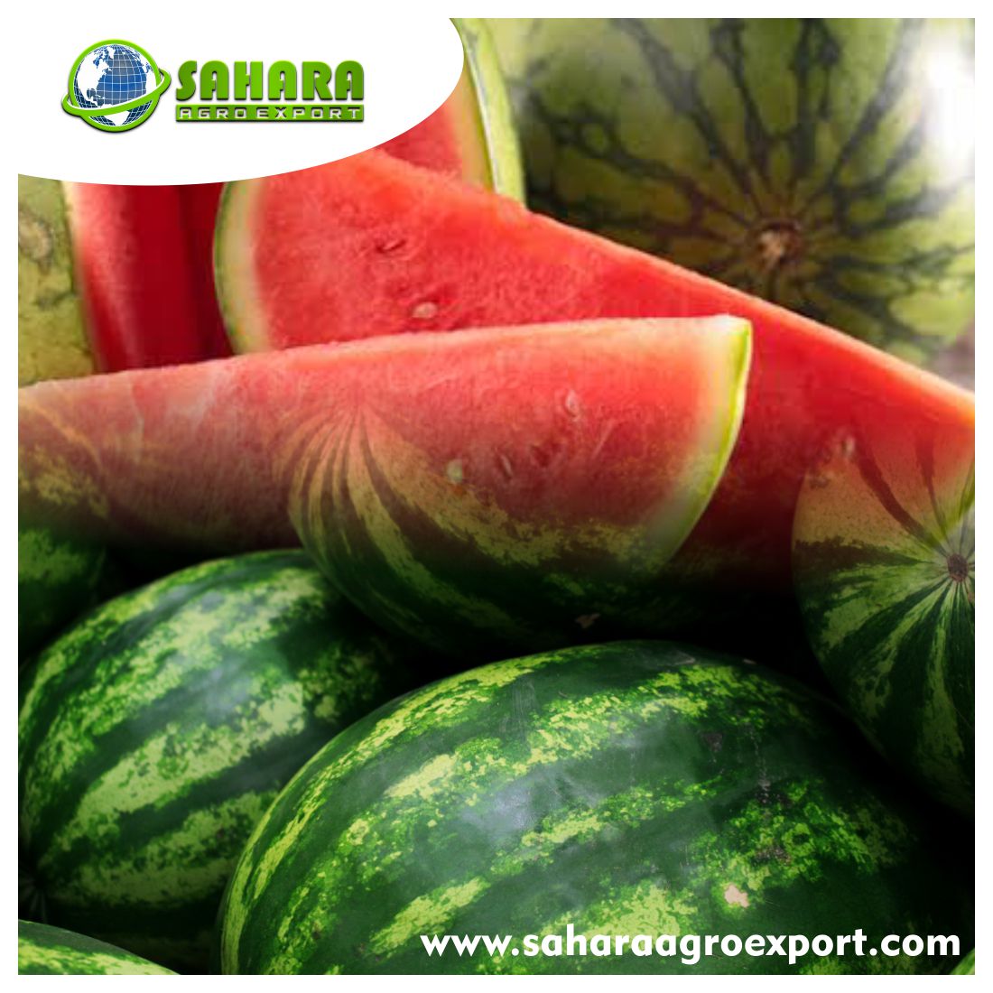 Watermelon- Sahara Agro Export